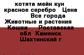 котята мейн кун, красное серебро › Цена ­ 30 - Все города Животные и растения » Кошки   . Ростовская обл.,Каменск-Шахтинский г.